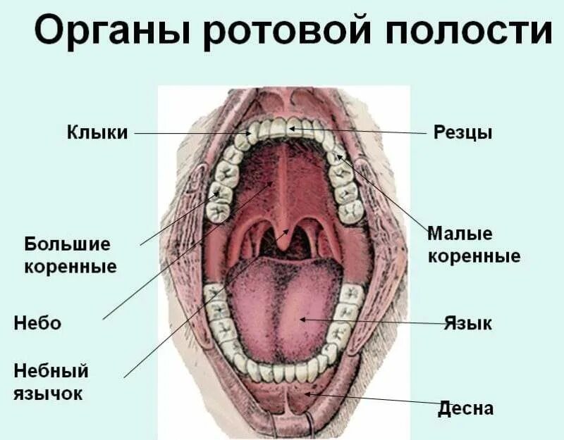 Как называется горло