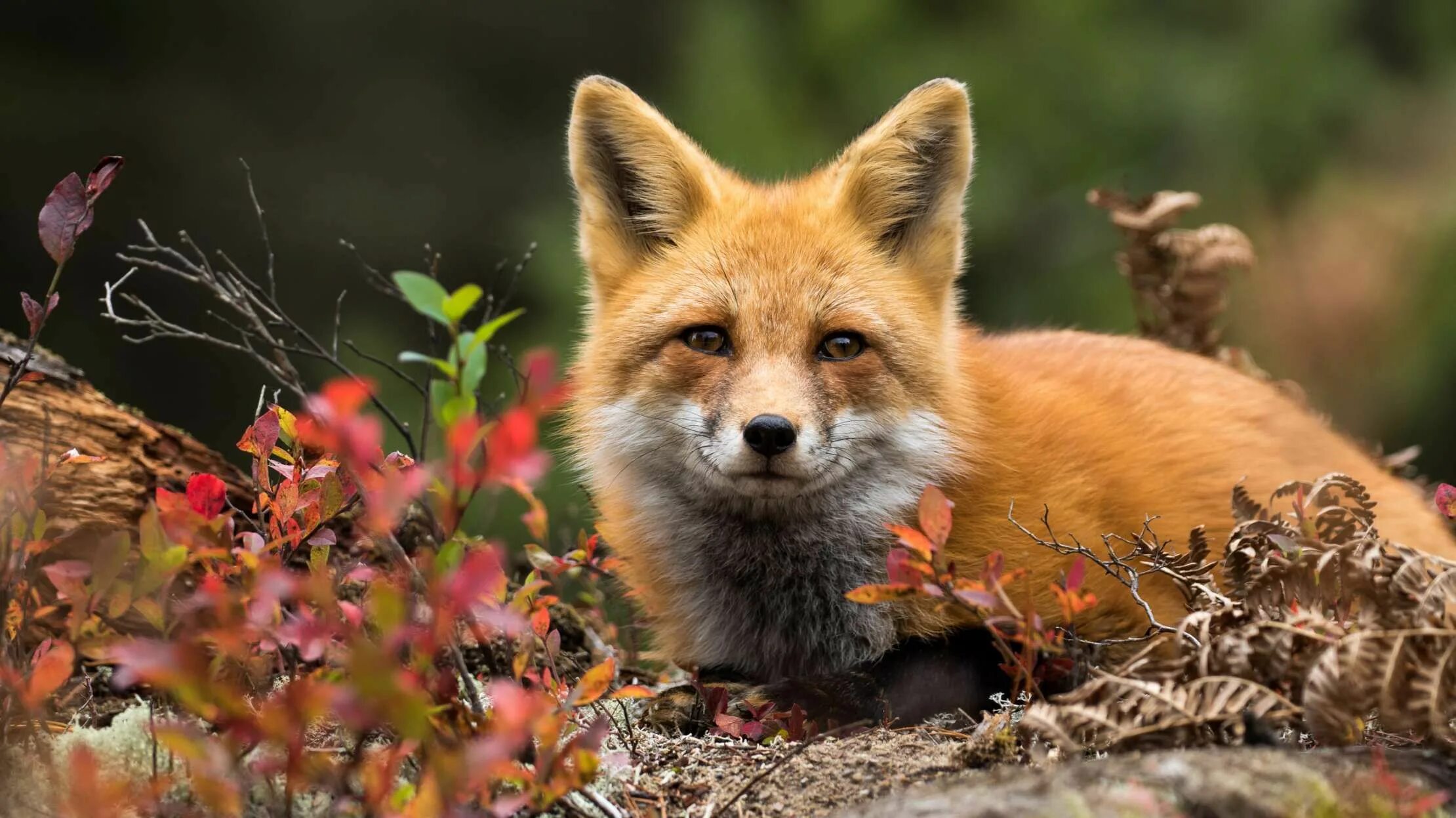 Red foxes сайт. Лиса. Лисички животные. Картинка лисы. Лиса обои.