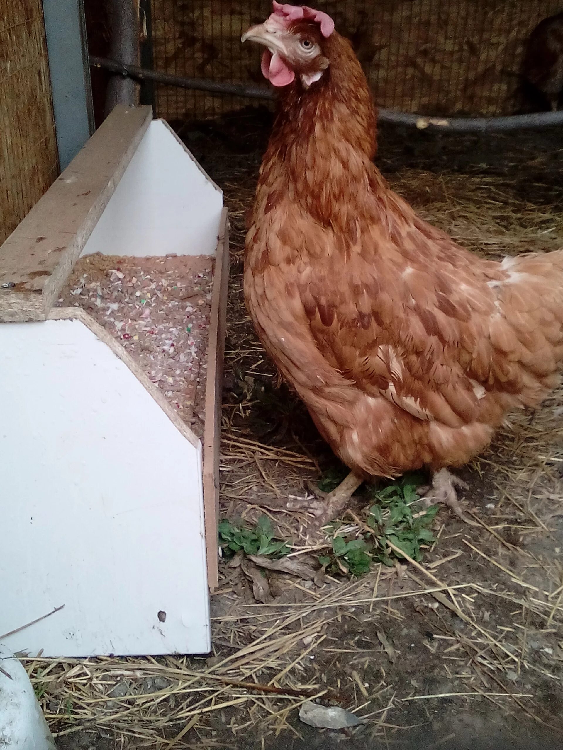 куры хайсекс отзывы. ломан-браун порода. хайсекс уайт браун. несушка хайсекс браун цыпленок. куры порода хайсек браун.