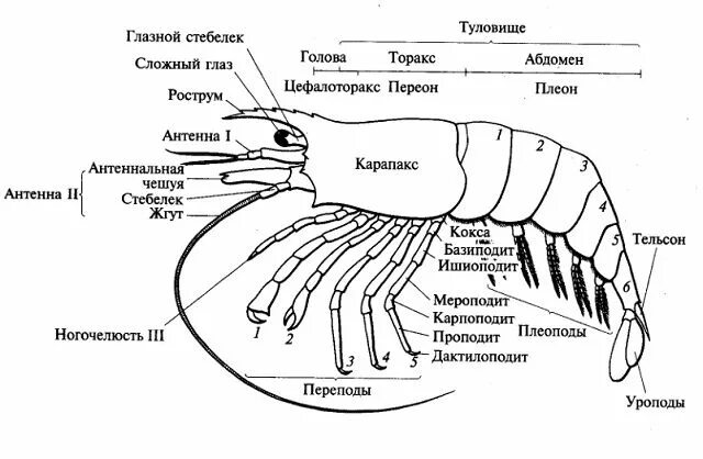 Внутреннее строение креветки схема. Строение креветки схема. Строение креветки рисунок с подписями. Внутренне строение лангуста.