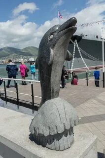 Дельфины новороссийск