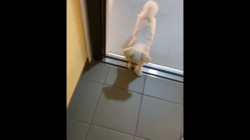 в дверь заглянула девочка со вздернутым кверху