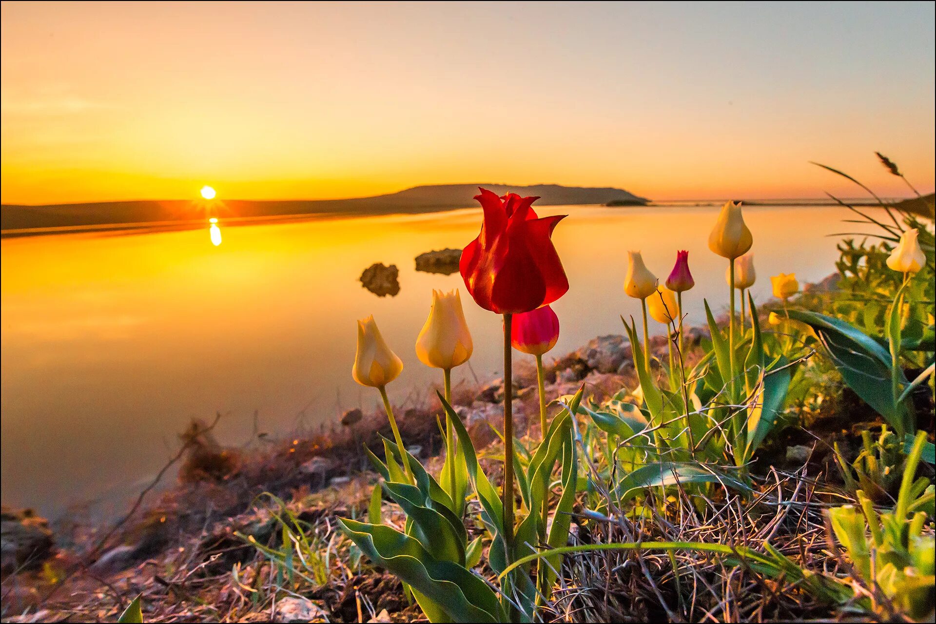 Картинки с добрым утром весенний пейзаж. Кояшское озеро тюльпаны Дикие. Кояшское озеро тюльпаны. Мыс Опук Дикие тюльпаны. Весенний рассвет.