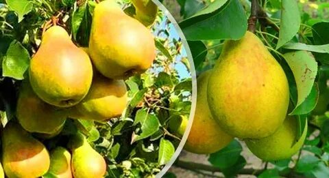 Груша из мичуринска описание