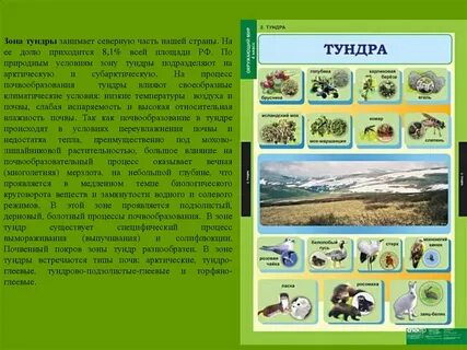 Компоненты тундры