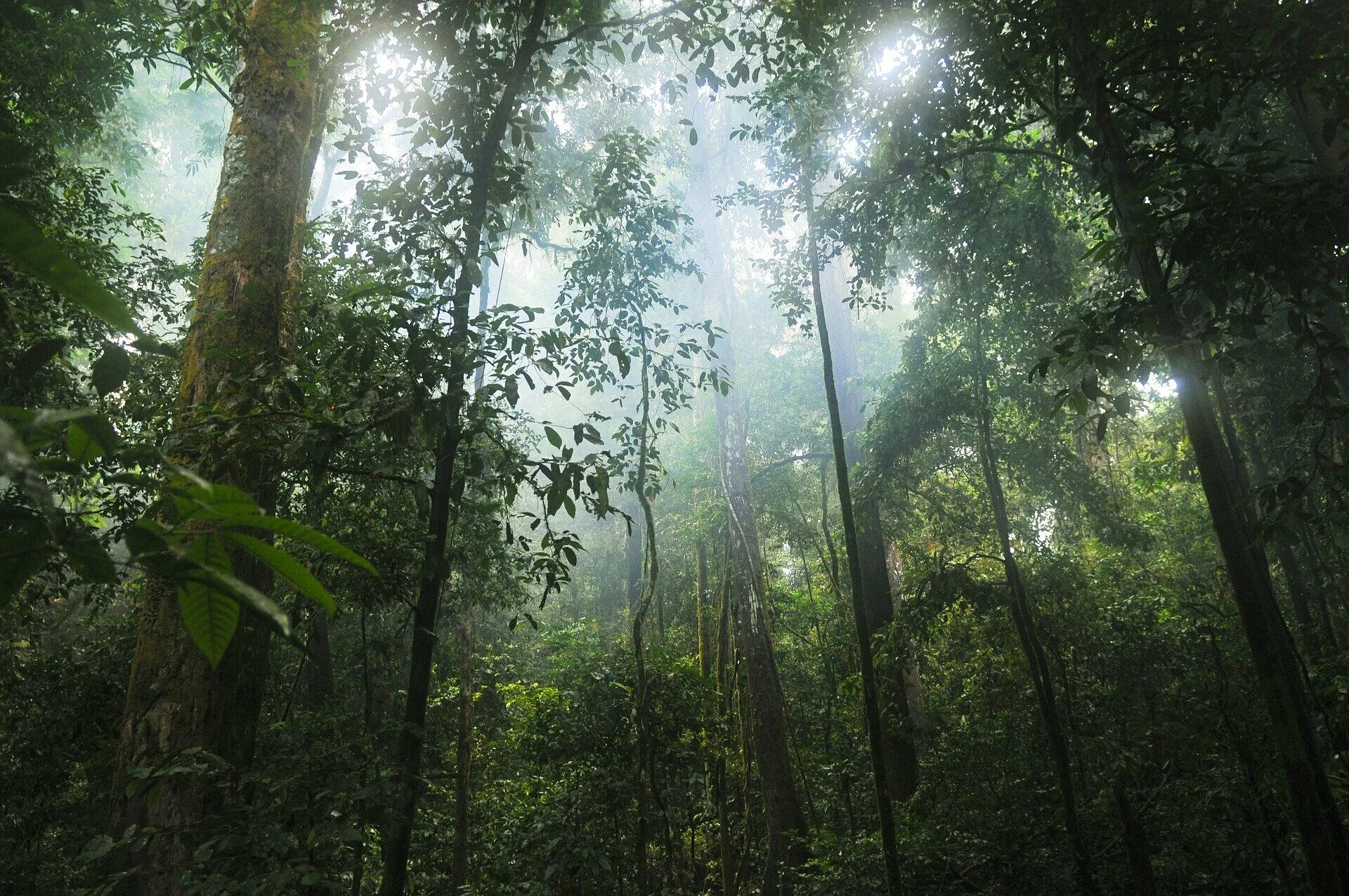 Amazon borneo congo. Тайга джунгли Сельва. Тропические дождевые леса Амазонии. Влажные тропические леса Южной Америки. Муссонный вечнозеленый лес.