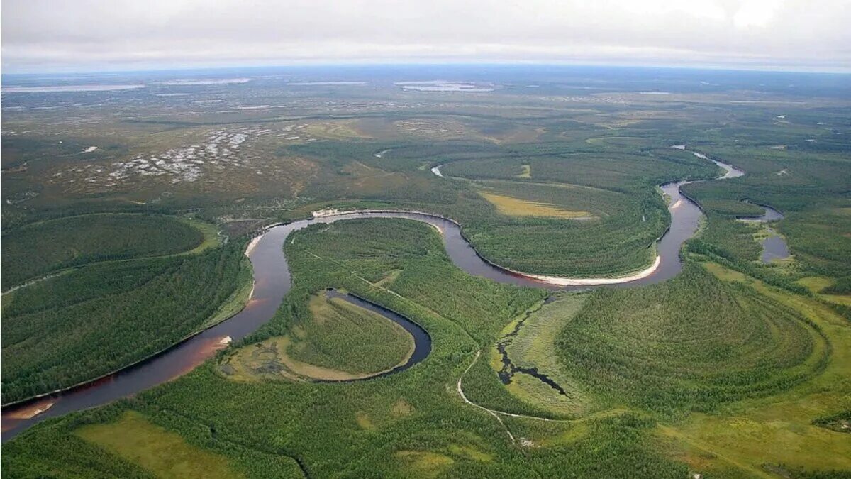 Западно Сибирская равнина. Западно-Сибирская равнина равнина реки. Низменности Западно сибирской равнины. Западно-Сибирская равнина фото. Изгиб реки сканворд