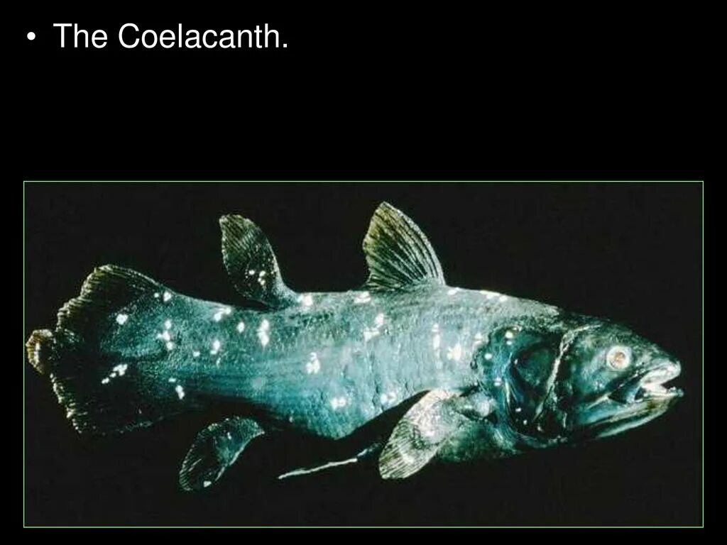 Древняя рыба Латимерия. Целакант рыба. Кистеперые рыбы Латимерия. Кистеперая Латимерия.