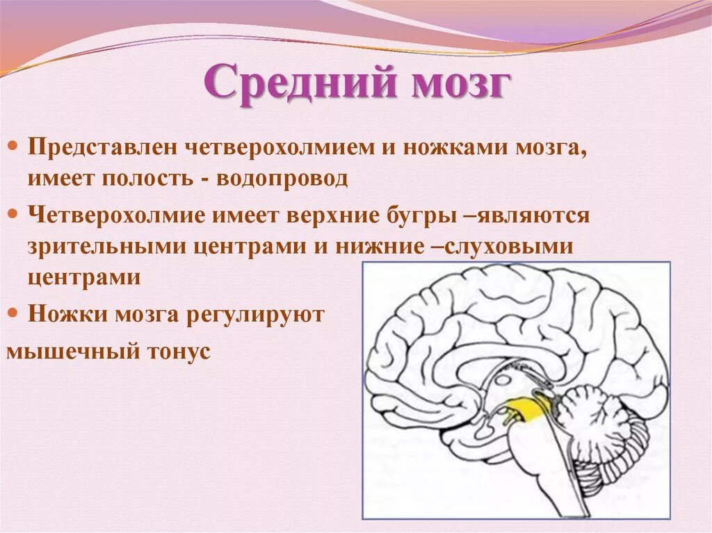 Строение среднего мозга в головном мозге