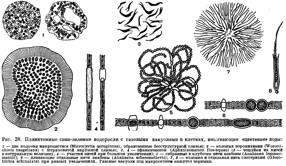 Планктон водоросли. Фитопланктон диатомовые водоросли. Фитопланктон зеленые водоросли. Хроматоплазма сине-зеленых водорослей. Микроцистис водоросль.