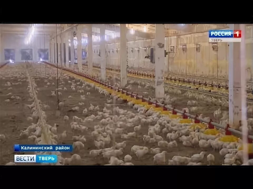 Птицефабрика ржев. Дантон птицепром ржев. Птицефабрика ржев. Ржевская птицефабрика навозохранилище. Птицефабрика ржев.