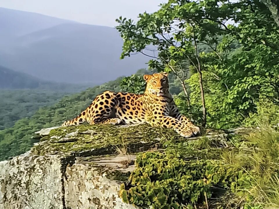 Национальный парк земля леопарда границы. Национальный парк земля леопарда владивосток. Заповедник земля леопарда находится. Национальный парк «земля леопарда» (приморье). Заповедник земля леопарда приморский край.