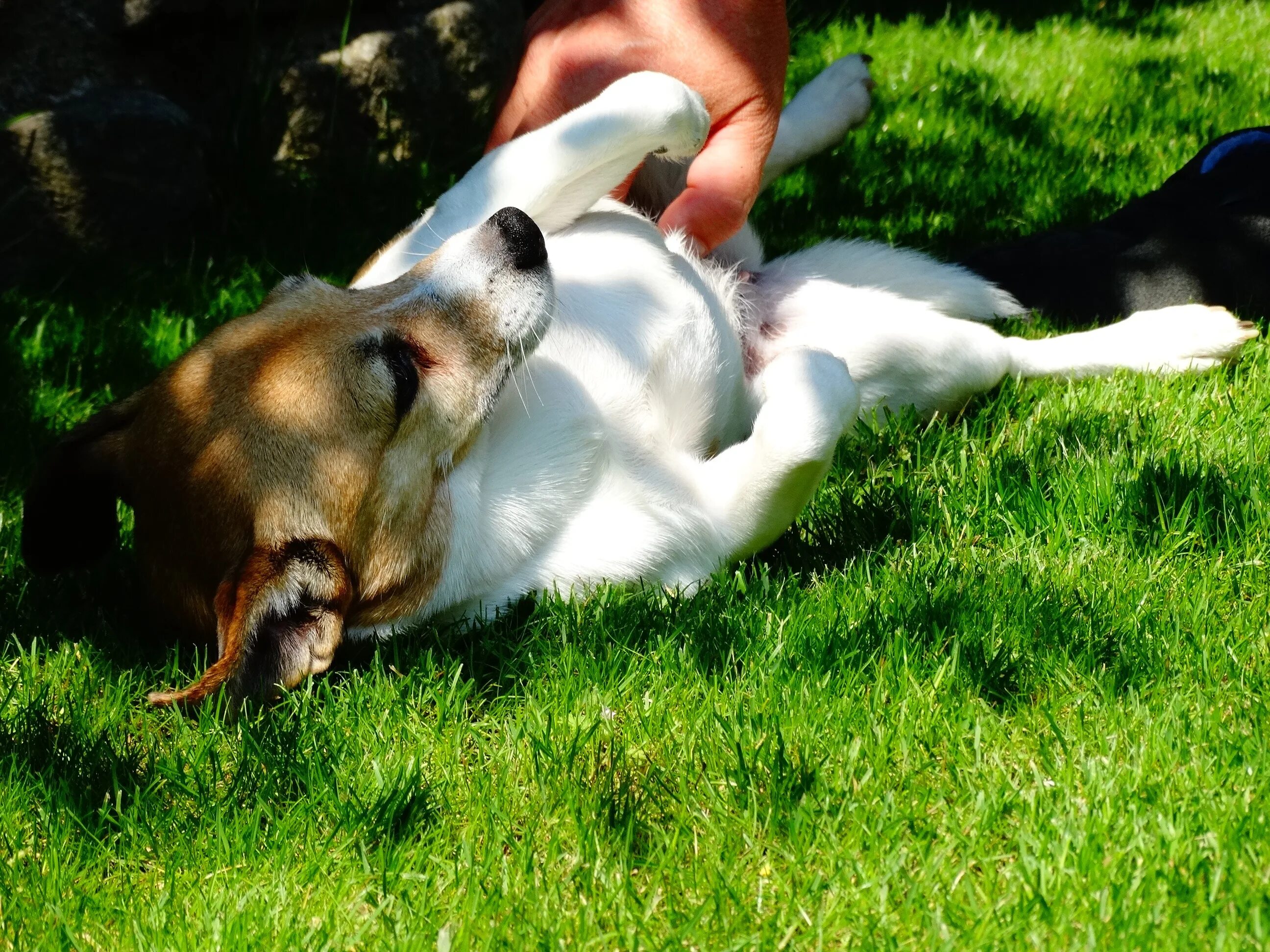 Расслабленная собака. Собачка расслабилась. Собака на лужайке.