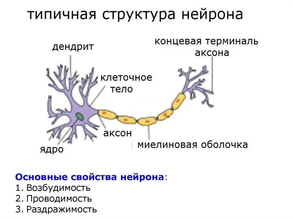 Строение нейрона. Основные свойства нейронов. Проводимость нейрона. Характеристика нервной клетки. Какие клетки обладают возбудимостью и проводимостью