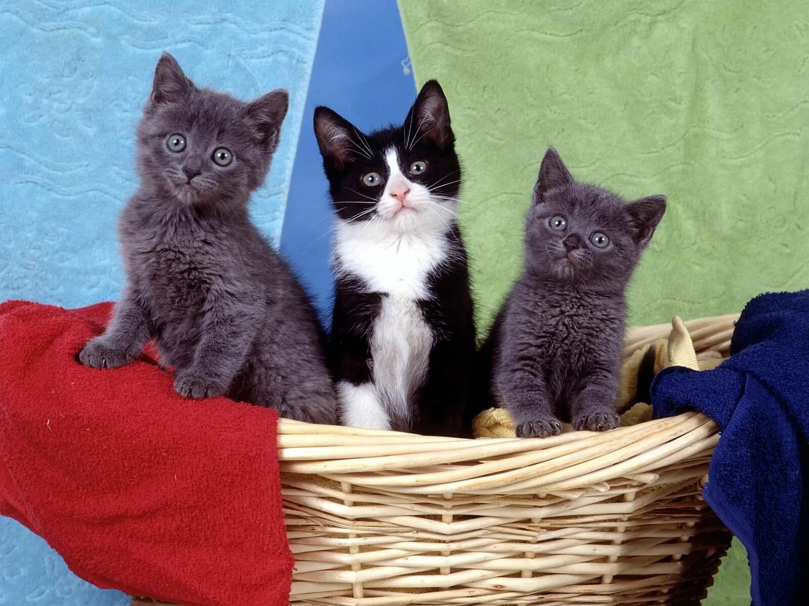 Три очень кота очень