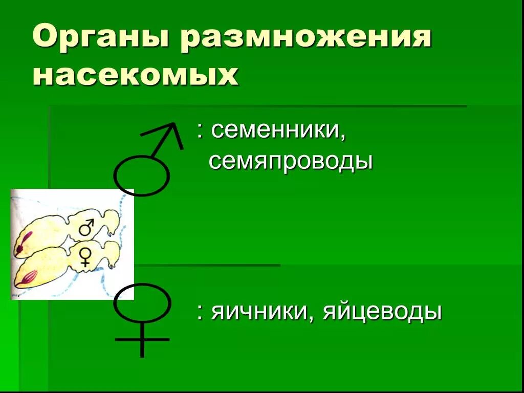 Процесс размножения насекомых. Размножение насекомых. органы размножения насекомых. размножение насекомых презентация. размножение насекомых схема.