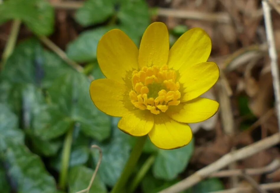 Лютик золотистый. Лютик Фикария. Лютик ficaria Salmon White. Ranunculus ficaria aurantiacus.