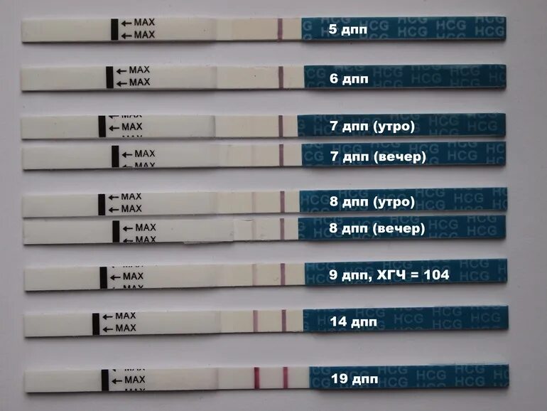 Эко ощущения форум. Тест на беременность 5 дней после подсадки. Тесты на беременность после переноса эмбрионов 5. Тест на беременность на 7 день после переноса эмбрионов. Тесты на беременность после криопереноса 5.