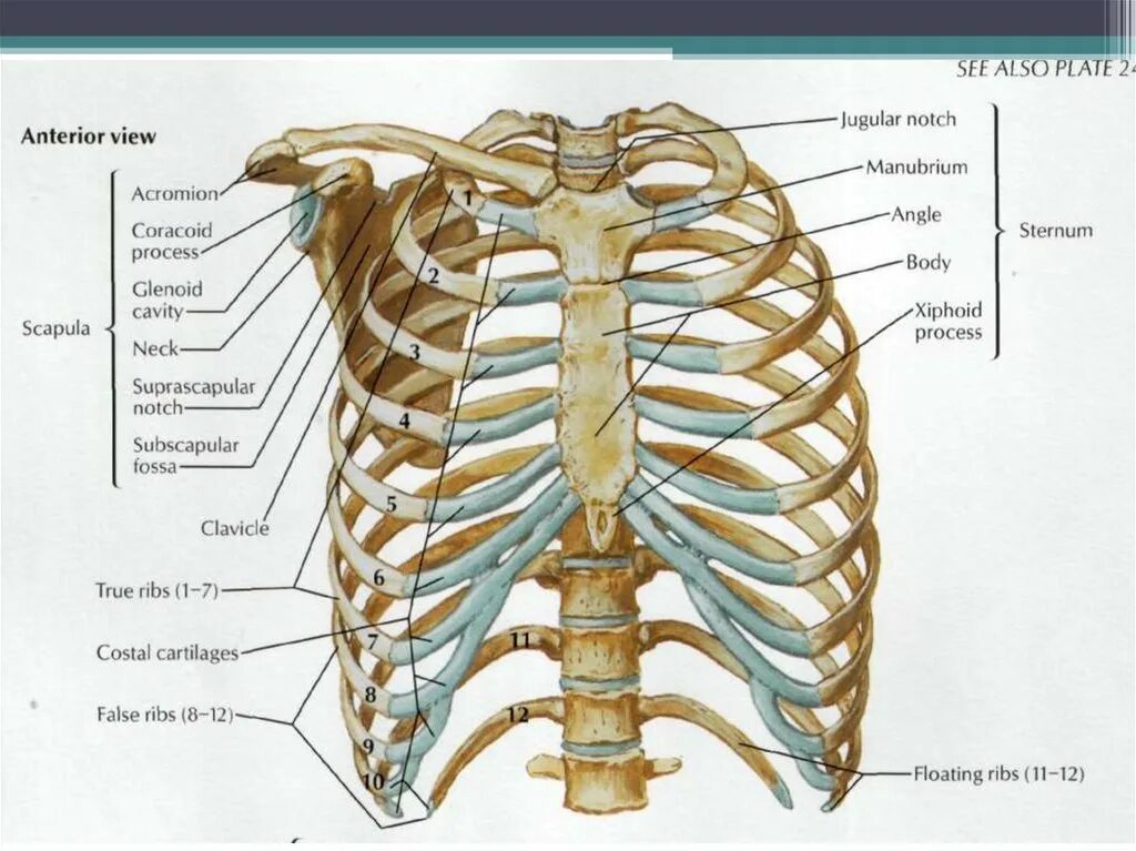 Грудная клетка анатомия 10 ребро. Кости грудной клетки человека анатомия. Скелет грудной клетки вид спереди. Строение грудной клетки спереди.
