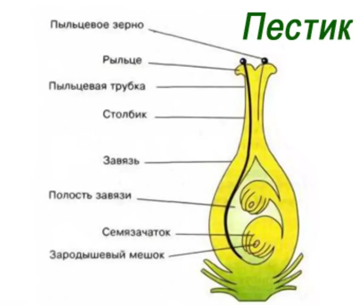 Нижняя расширенная часть пестика. Схема строения завязи. Пестик строение зародышевый мешок. Строение пестика и семязачатка. Схема строения пестика.