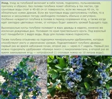 Голубике нужна пара