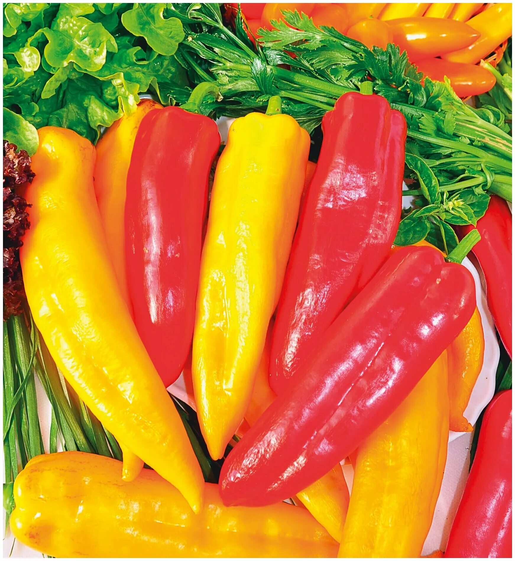 семена аэлита перец зажигалка. перец сладкий русский размер f1 русский огород. перец острый русский размер f1 15 шт (нк). перец сладкий русский размер f1 русский огород. перец сладкий русский размер f1 русский огород.