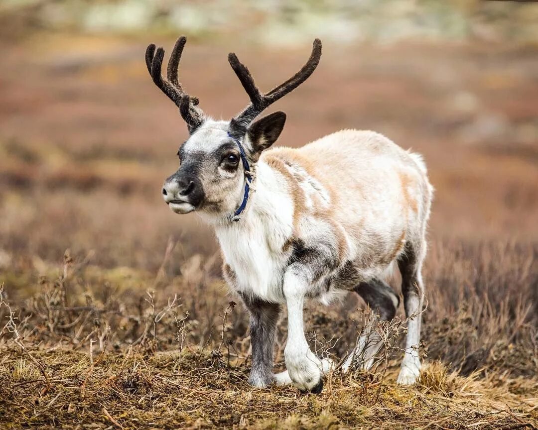 Теленок оленя. Милые Северные олени. Детеныш Северного оленя. Baby Reindeer.