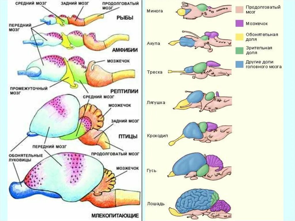 Какой мозг у рыб. Нервная система головной мозг Эволюция у позвоночных. Схема развития головного мозга позвоночных. Головной мозг хордовых. Эволюция мозга хордовых животных.