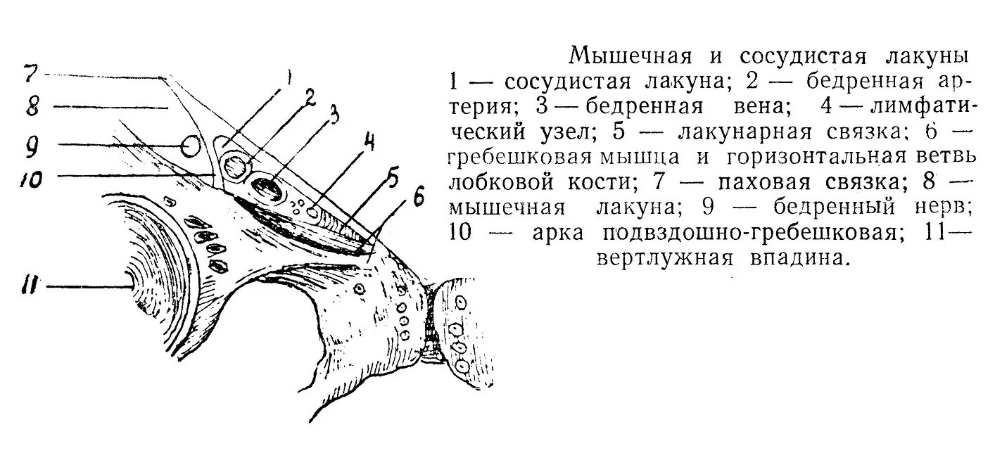 Что такое лакуна. Мышечная и сосудистая лакуны схема. мышечная и сосудистая лакуны бедра. бедренный канал сосудистая лакуна.