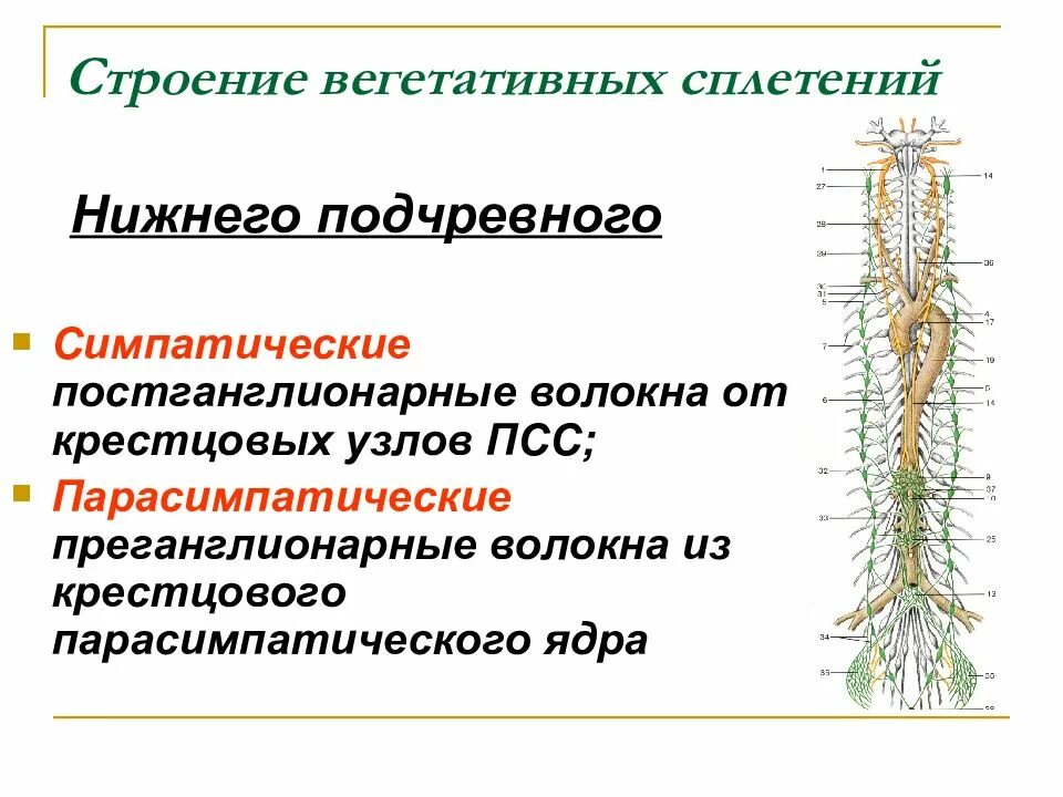 Вегетативная НС анатомия. Вегетативные нервные сплетения таблица. Строение вегетативной нервной системы. Общий план строения вегетативной нервной системы. Вегетативная нервная система конспект