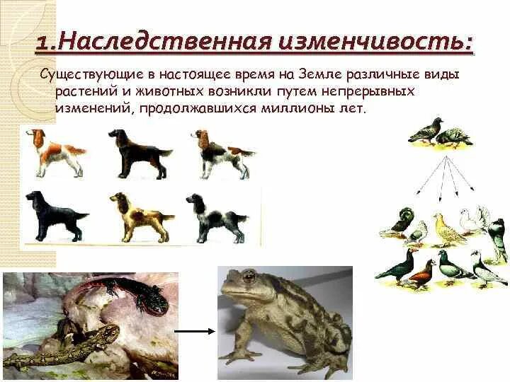 Вид изменчивости играющий ведущую роль в эволюции. Наследственная изменчивость. Изменчивость живых организмов. Наследственная изменчивость организмов. Роль наследственности и изменчивости в эволюции.