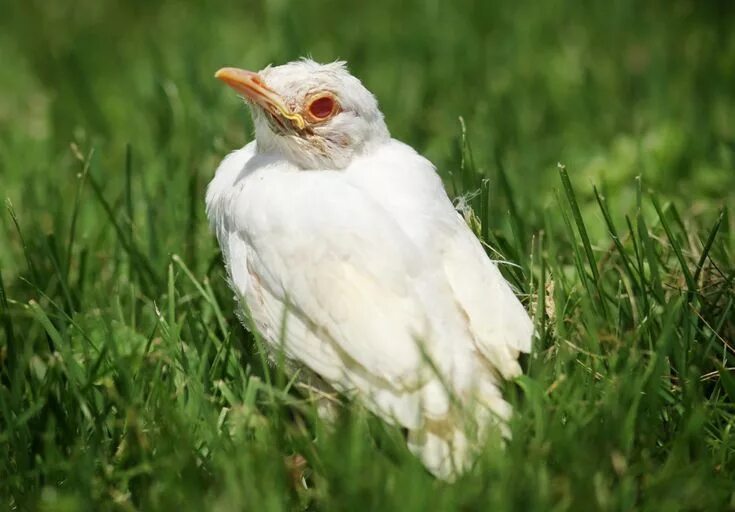 TrekNature (Leucistic) Red-tailed Hawk Photo Albino animals, Red tailed hawk, Pe
