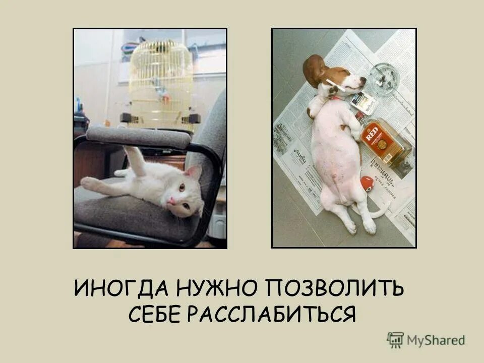 иногда просто надо взять и набухаться. некогда расслабляться. массаж кошке. нужно расслабиться. позволь себе расслабиться.