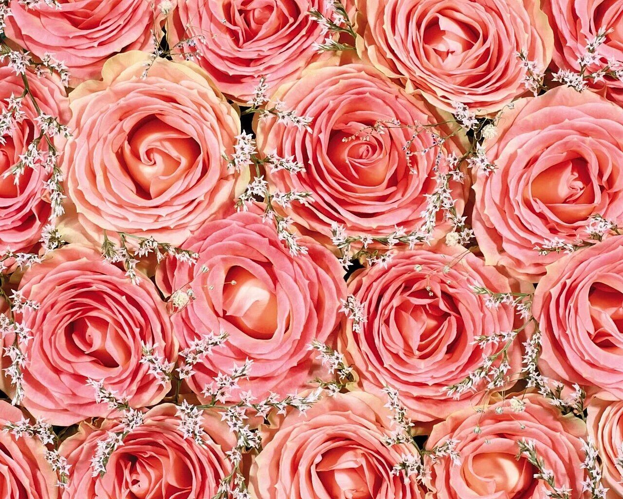 Розы фон. Розовые розы фон. Розы цвета розовое золото. Цветочный фон из роз.