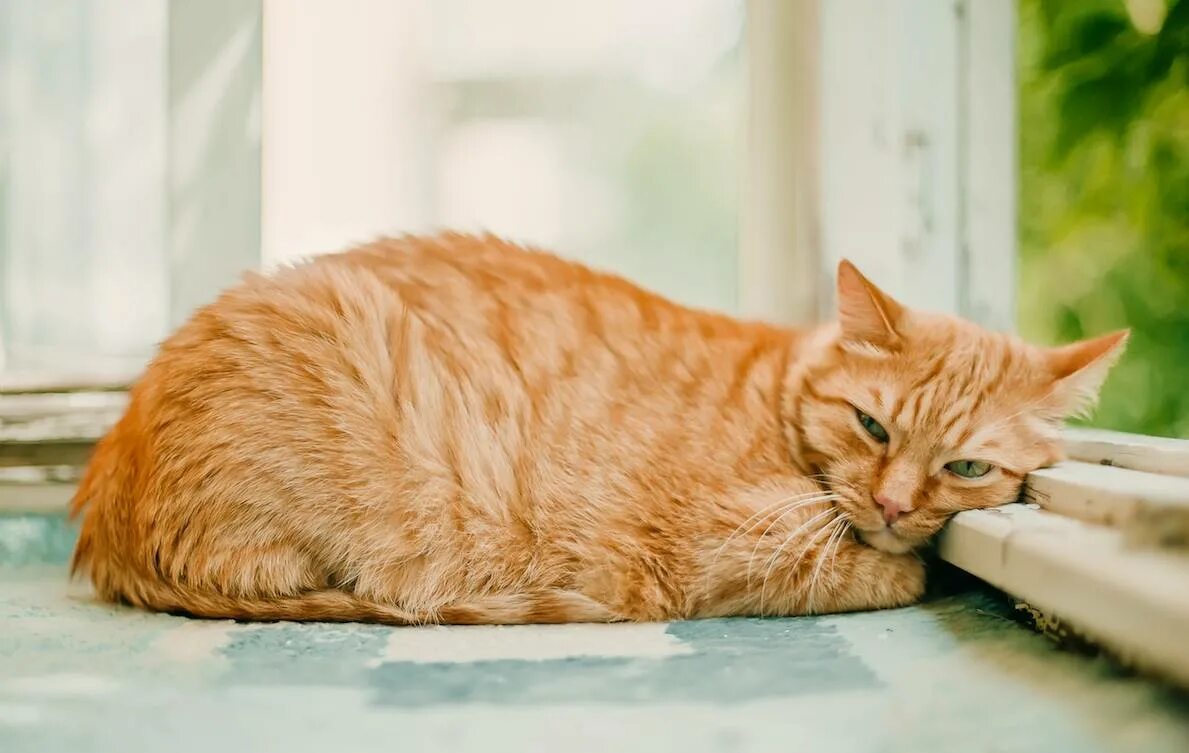 Кот рекомендует. Рыжий кот домашний. бывают ли рыжие кошки. рыжий кот фон квартира. рыжих кошек не бывает.