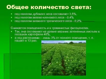 Какая освещенность в лесу
