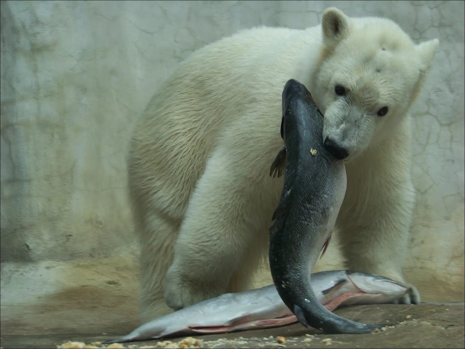 Белый медведь. Белый медведь с рыбой. Белый медведь питается.