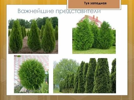 Сколько живет туя