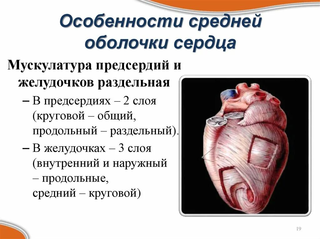 Миокард латынь. Слои миокарда предсердий и желудочков схема. Миокард предсердий и желудочков. Строение миокарда желудочков. Схема слоев миокарда предсердий и желудочков сердца.