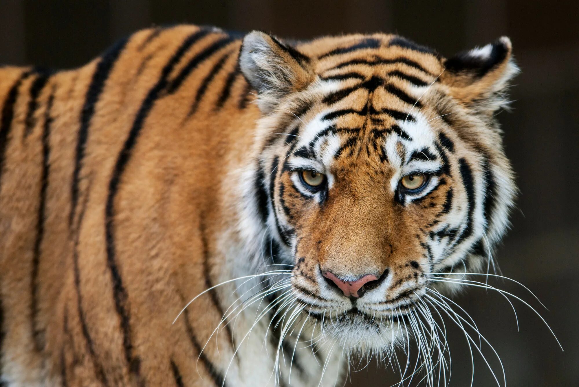 Амурский тигр. Уссурийский тигр. Panthera Tigris altaica. Фото тигра. Внешний вид тигров