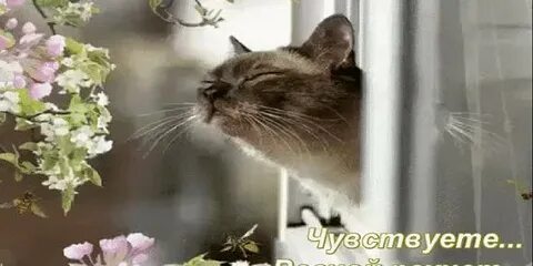 Рингтон запах весны
