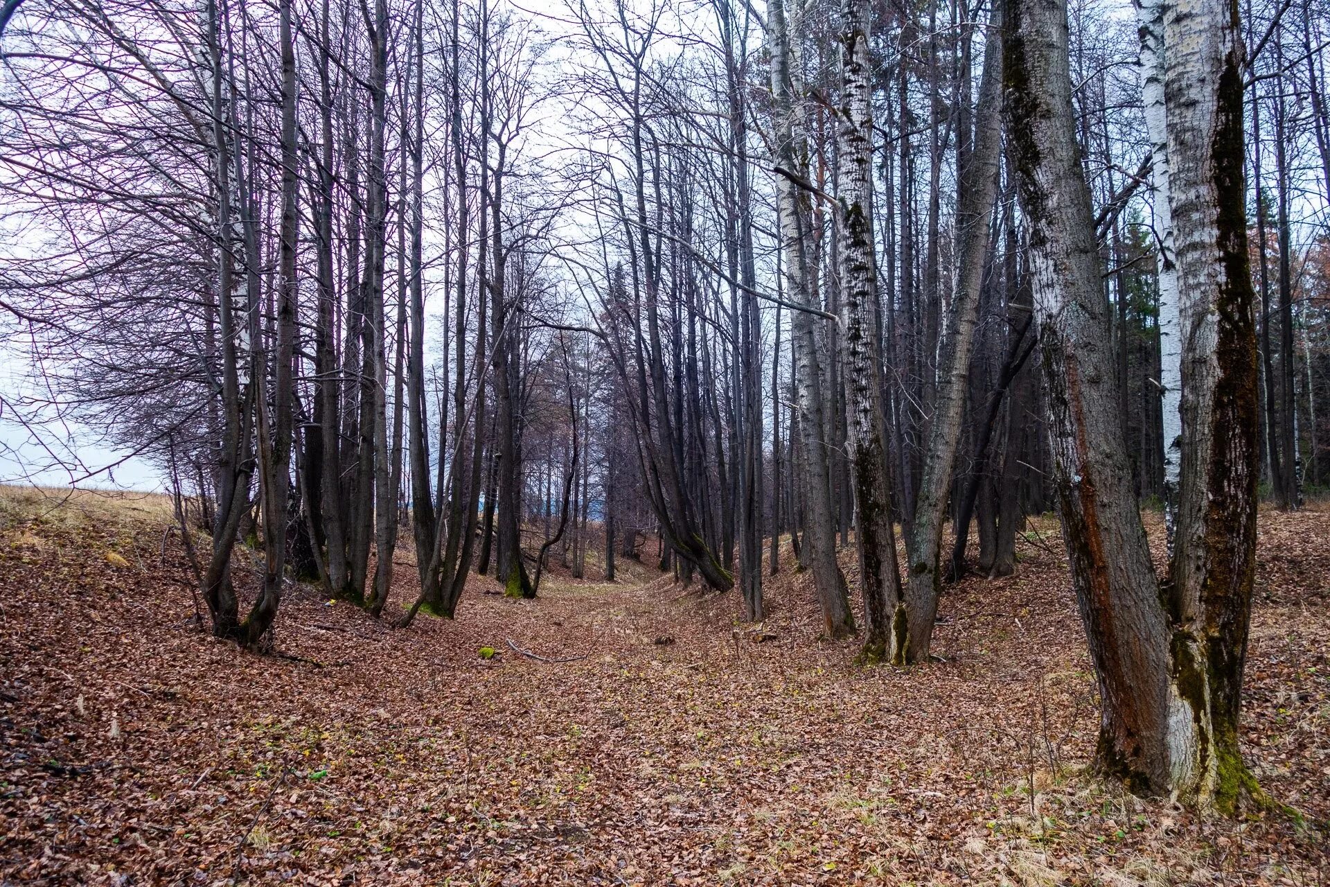 Раздоры улица липовой рощи 1к2. Московская область липовая роща 2. Улица липовой рощи 1к2. Московская область липовая роща 2. Липовая роща москва.