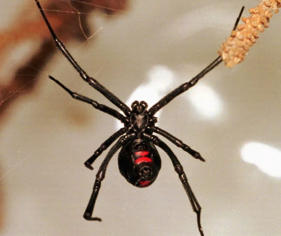 Черный паук хорошо. Каракурт паук. Черная вдова Арахнид. Черная вдова паук. Каракурт паук красная вдова.