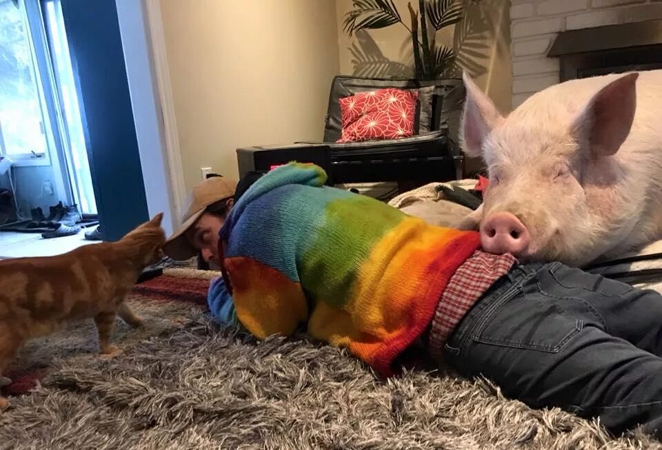 злой поросенок. приколы со свиньями. ржачные свиньи. смешные свиньи. свинья улыбается.