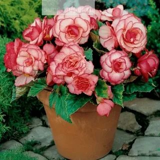 Бегония rose