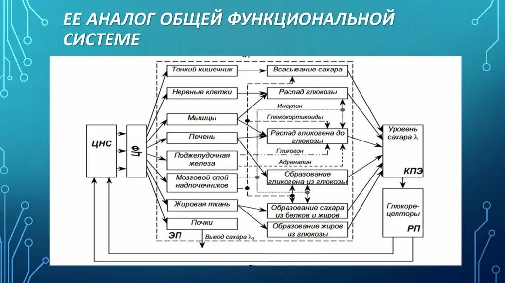 Система це. Функциональная система. Общая схема функциональной системы. Функциональные системы организма схема. Функциональная система процесса питания.