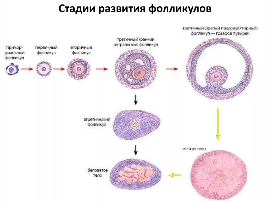 Схема развития фолликулов яичника. Фолликулы в яичниках анатомия. Стадии развития желтого тела яичника гистология. Фазы созревания яйцеклетки схема. Фолликулы созревают в