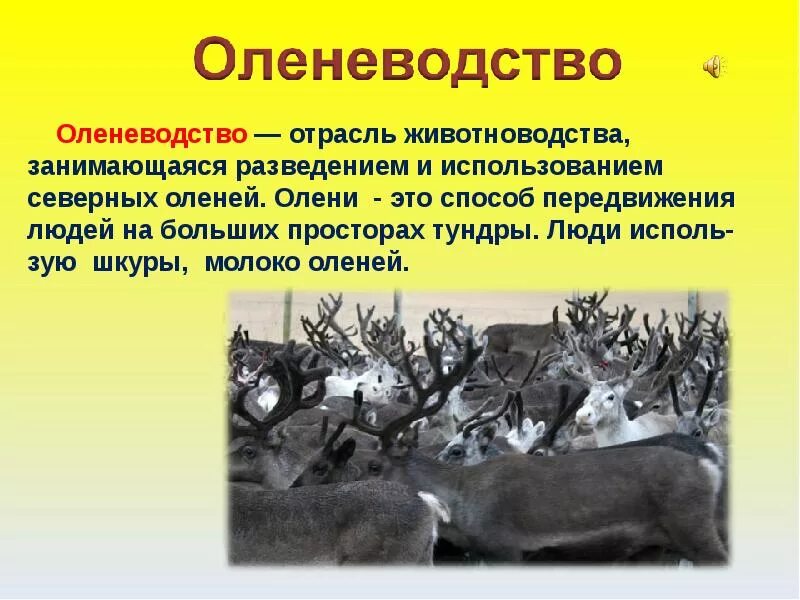 Оленеводство отрасль животноводства. Отрасль сельского хозяйства оленеводство. Оленеводство презентация. Животноводство презентация. Оленеводство сообщение