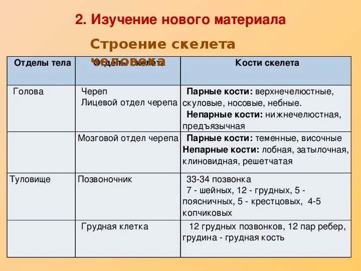 Таблица по биологии 8 класс строение скелета. Таблица по биологии 8 класс строение скелета