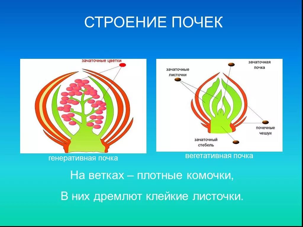 Зачаточное состояние. Строение генеративной почки. Вегетативная почка и генеративная почка. Строение вегетативной почки. Строение вегетативной и генеративной почки.